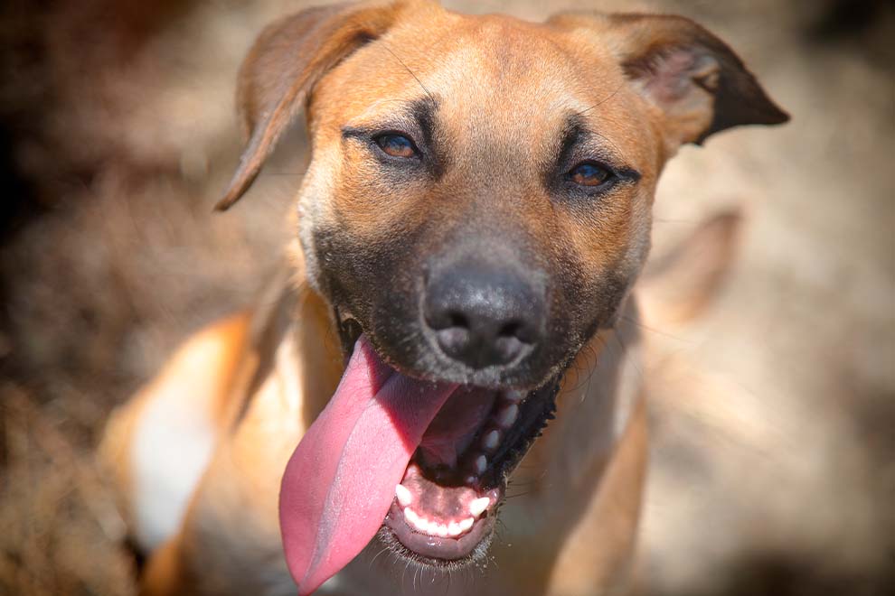 Cachorro feliz com a língua para fora ao sol